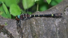 Macromia