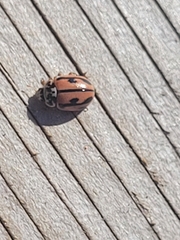 Mulsantina hudsonica