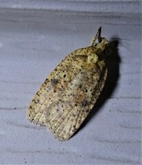 Agonopterix thelmae