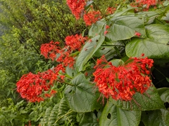 Clerodendrum japonicum
