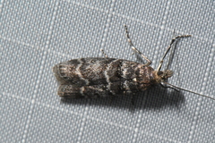 Ortholepis pasadamia