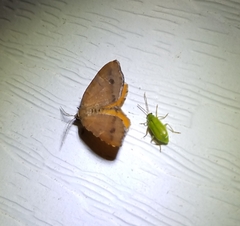 Mellilla xanthometata