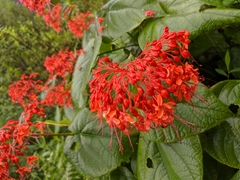 Clerodendrum japonicum
