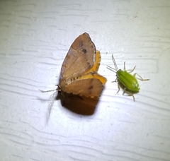 Mellilla xanthometata