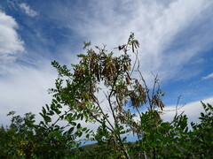 Robinia neomexicana