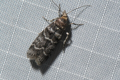 Ortholepis pasadamia