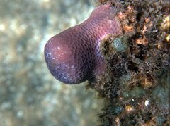 Porites