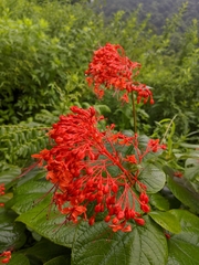 Clerodendrum japonicum