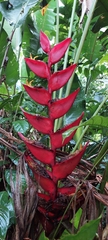 Heliconia bihai