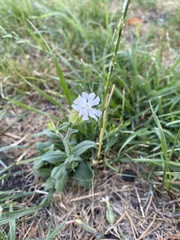 Silene latifolia alba