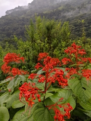 Clerodendrum japonicum