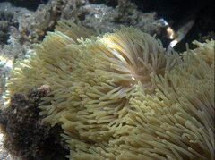 Heteractis magnifica