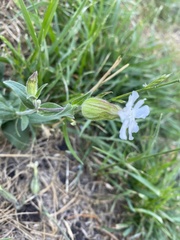 Silene latifolia alba