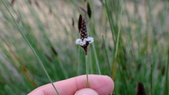 Ecdeiocolea monostachya