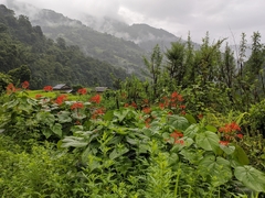 Clerodendrum japonicum