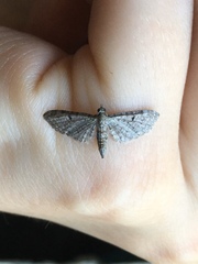 Eupithecia miserulata