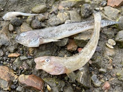 Acanthogobius flavimanus