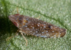Scaphytopius acutus