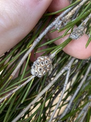 Melaleuca zeteticorum