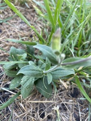 Silene latifolia alba