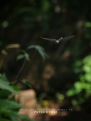 Macromia