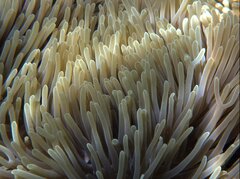 Heteractis magnifica