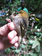 Ploceus sanctithomae