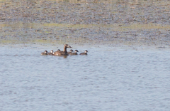 Melanitta stejnegeri