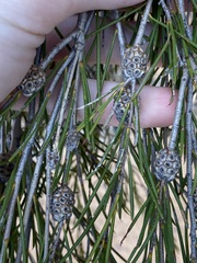 Melaleuca zeteticorum