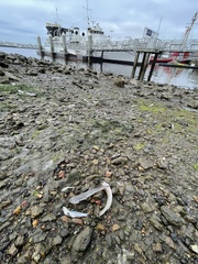 Acanthogobius flavimanus