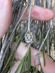 Melaleuca zeteticorum