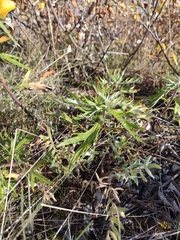 Artemisia tilesii
