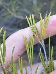 Melaleuca zeteticorum