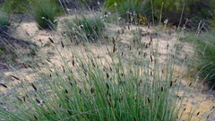 Ecdeiocolea monostachya