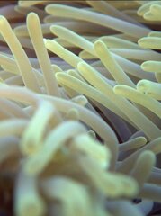 Heteractis magnifica