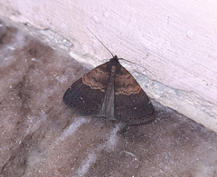 Hydrillodes lentalis