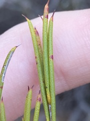 Melaleuca zeteticorum