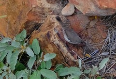 Sericornis maculatus