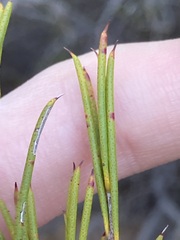 Melaleuca zeteticorum