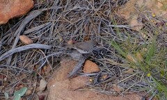 Sericornis maculatus