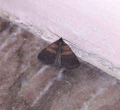 Hydrillodes lentalis