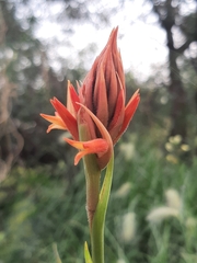 Dichromanthus cinnabarinus