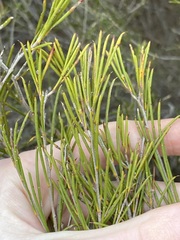 Melaleuca zeteticorum