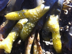 Fucus distichus