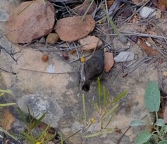 Sericornis maculatus