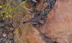 Sericornis maculatus