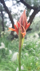 Dichromanthus cinnabarinus