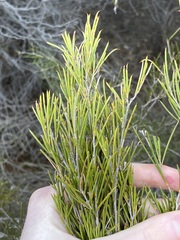 Melaleuca zeteticorum