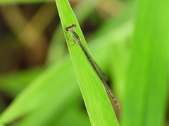 Agriocnemis