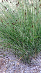 Ecdeiocolea monostachya